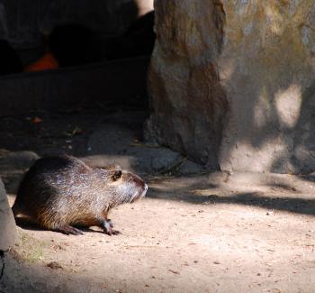 small rodent scurrying from his home