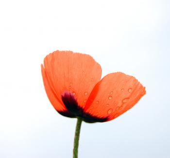 image of a poppy against a blue blue sky